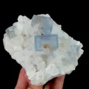 specimen video