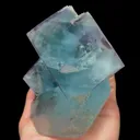 specimen video
