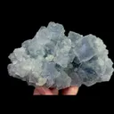 specimen video