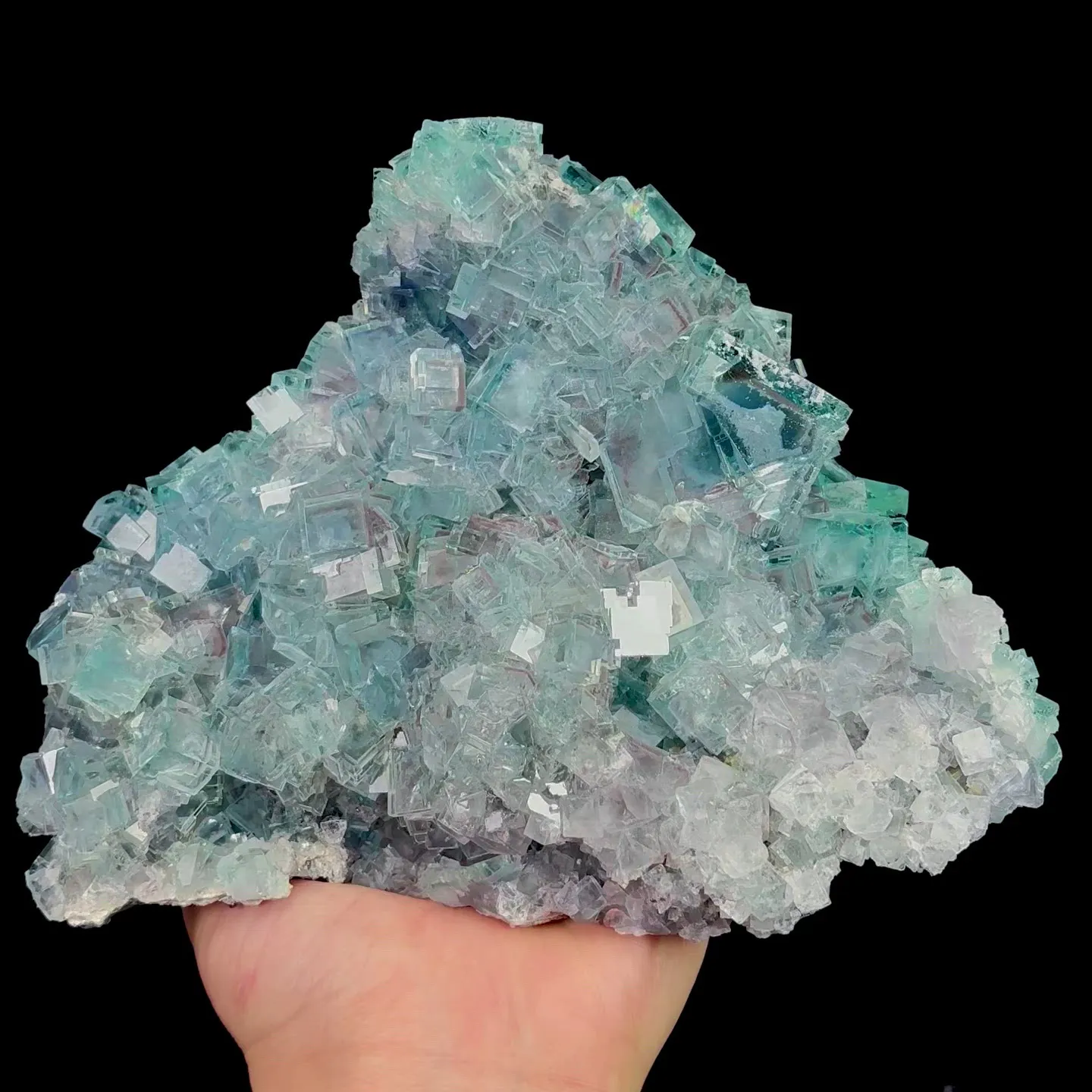 specimen video