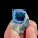 specimen video