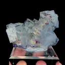 specimen video