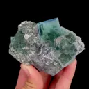specimen video