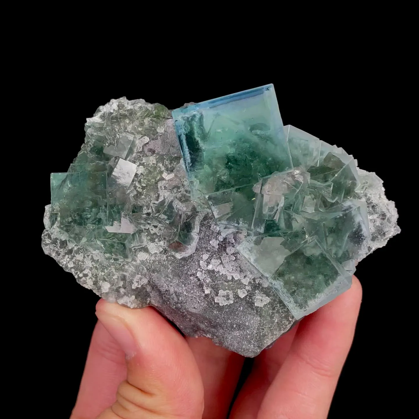 specimen video