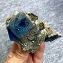 specimen video