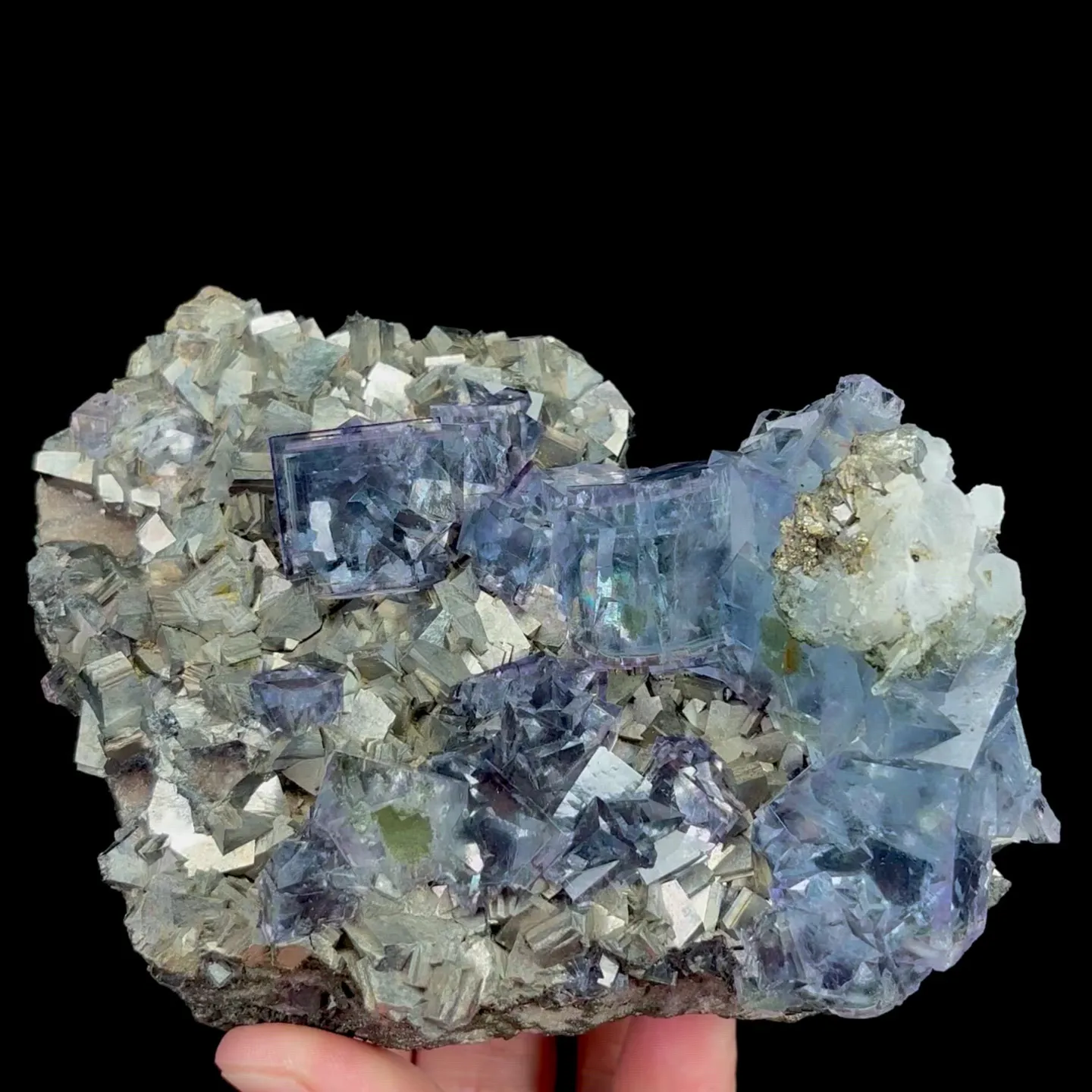 specimen video