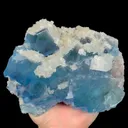 specimen video