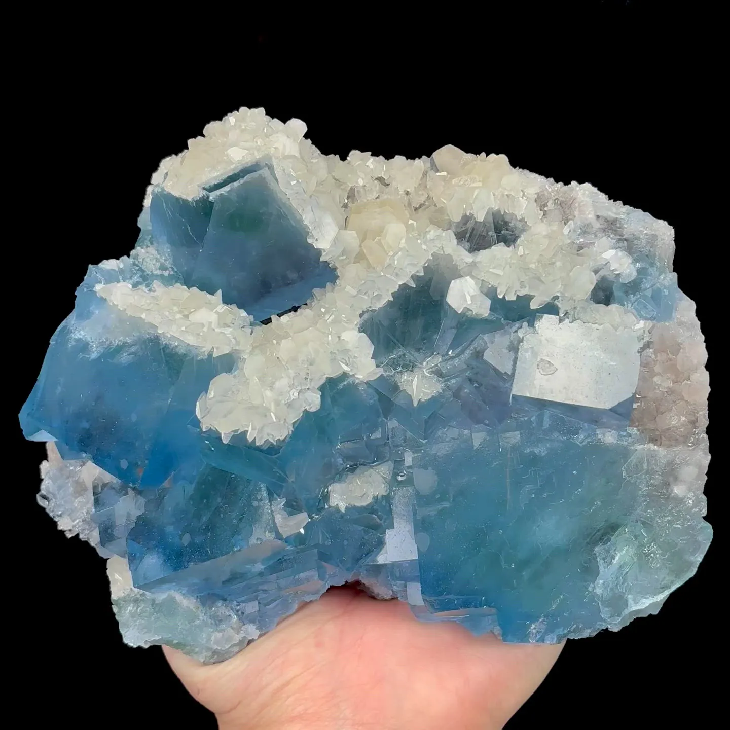 specimen video