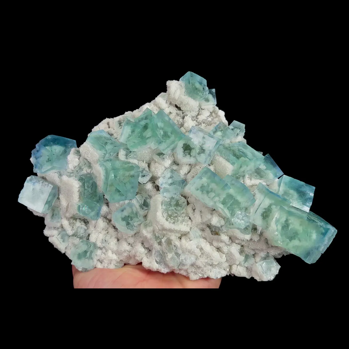 specimen video