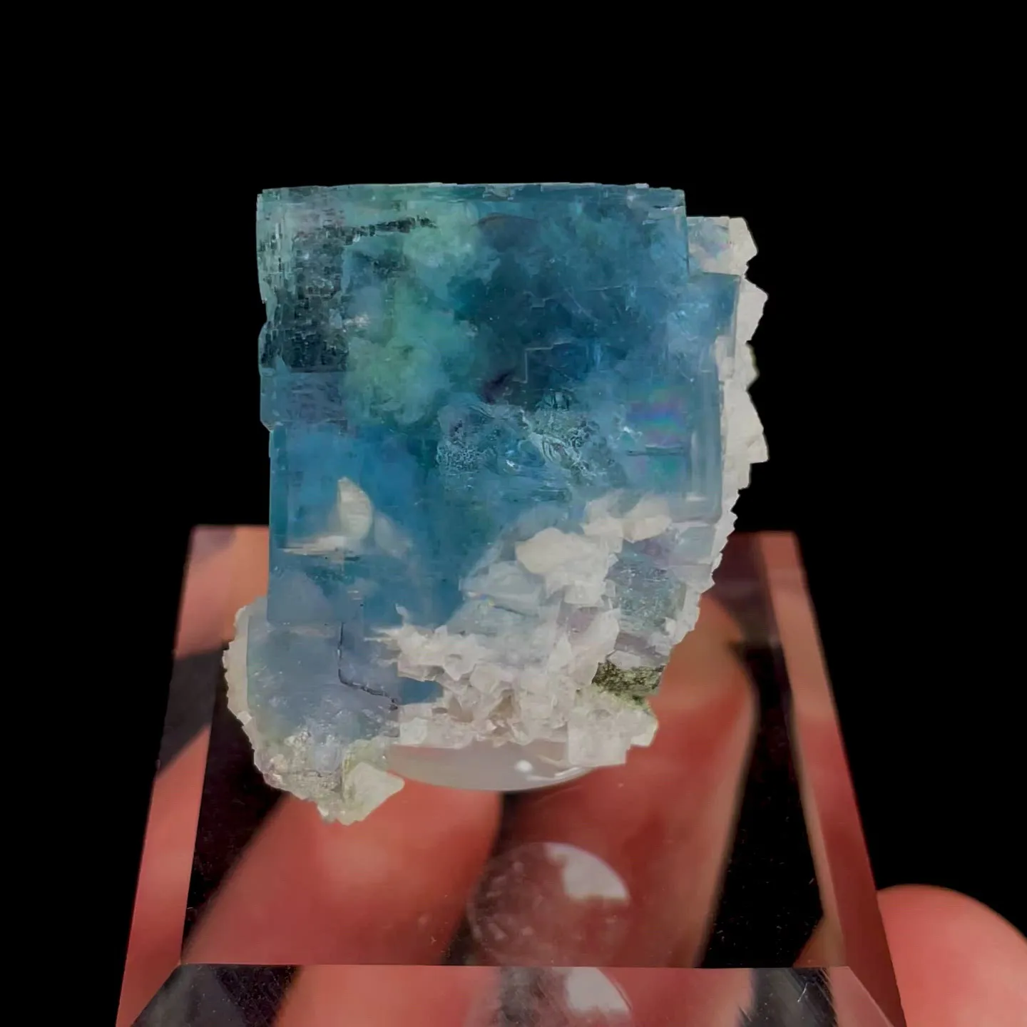 specimen video