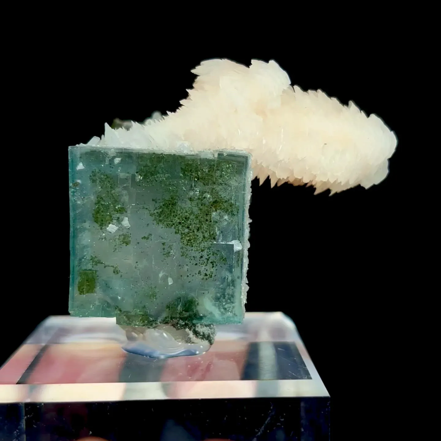 specimen video