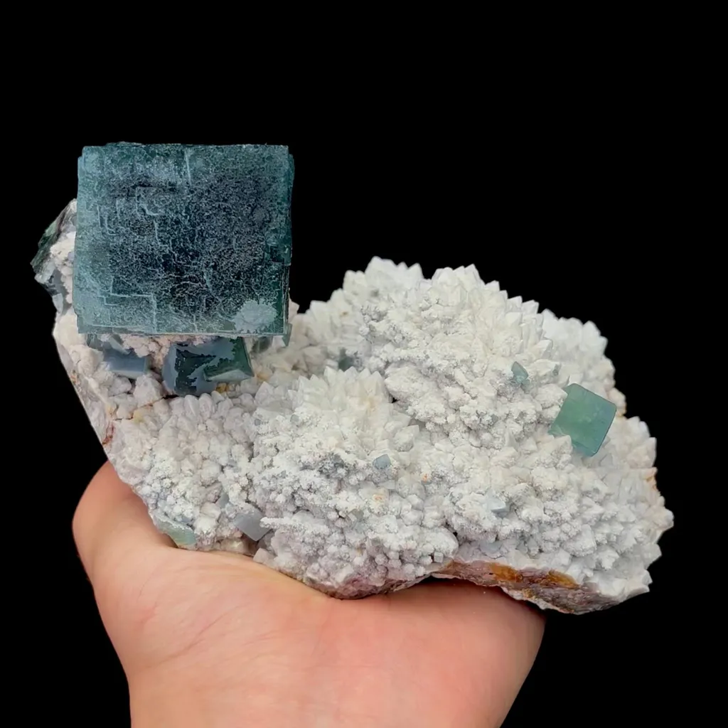 specimen video