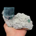 specimen video
