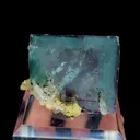 specimen video
