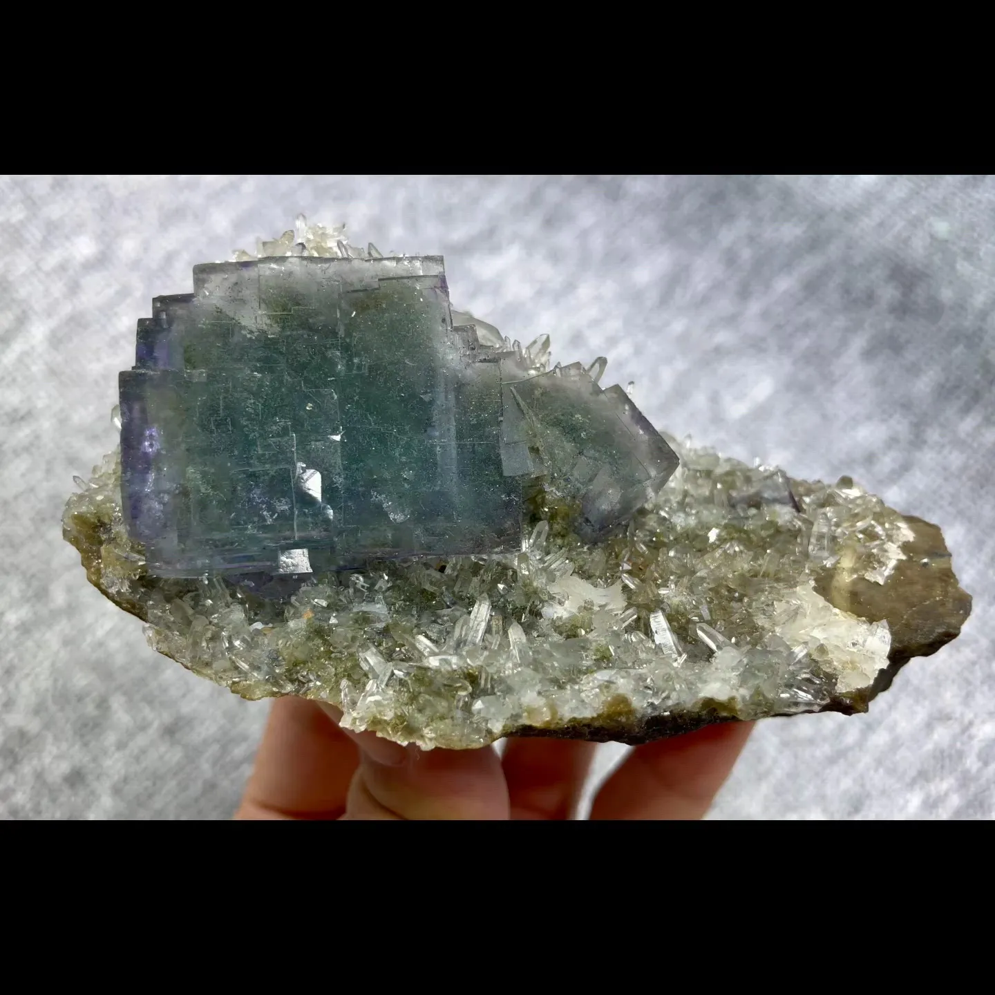specimen video