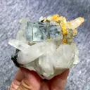 specimen video