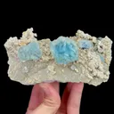 specimen video