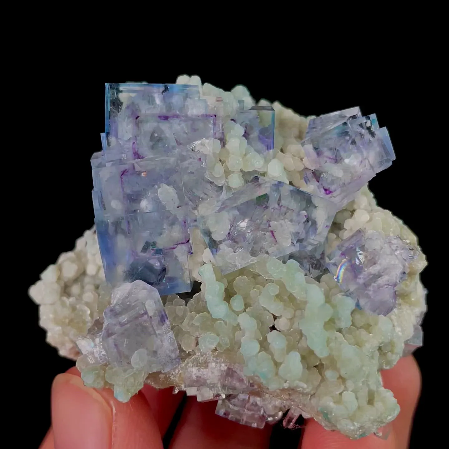 specimen video