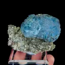 specimen video