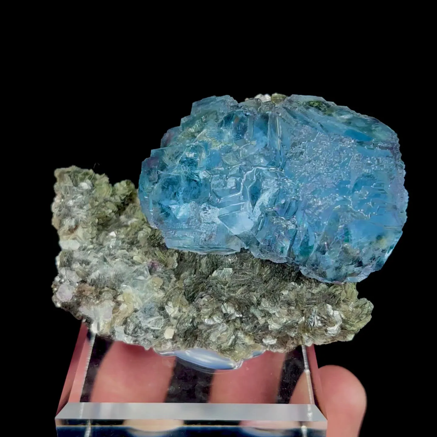 specimen video