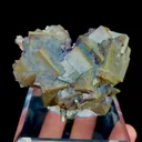 specimen video