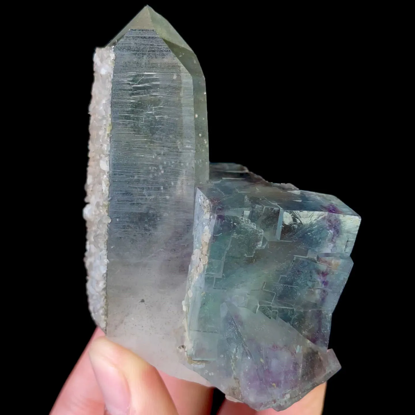 specimen video