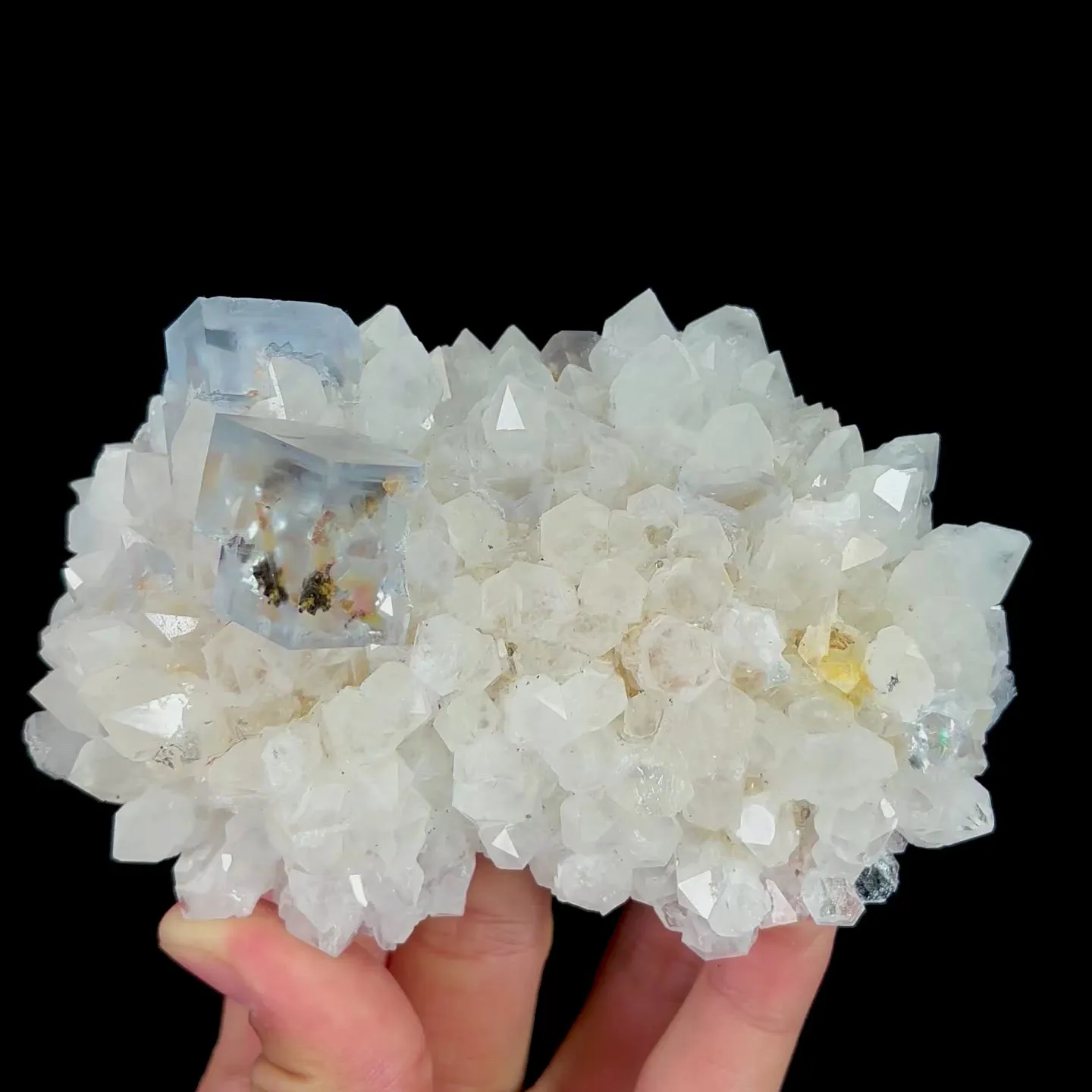 specimen video