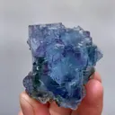 specimen video