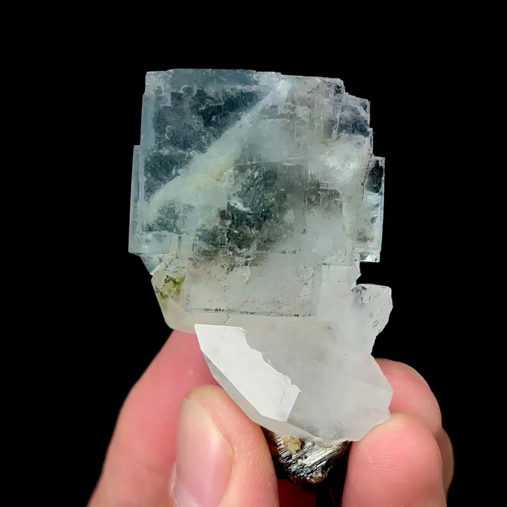 specimen video