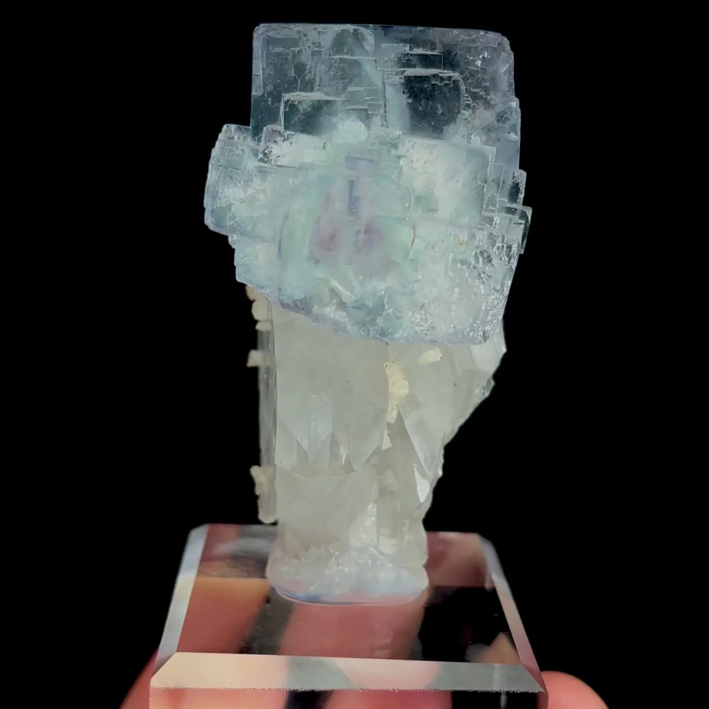 specimen video