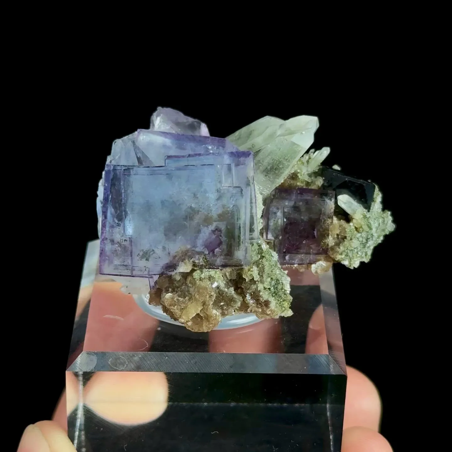 specimen video