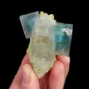 specimen video