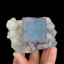 specimen video