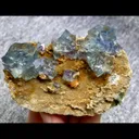specimen video