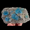 specimen video