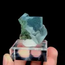 specimen video