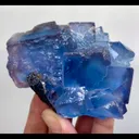 specimen video