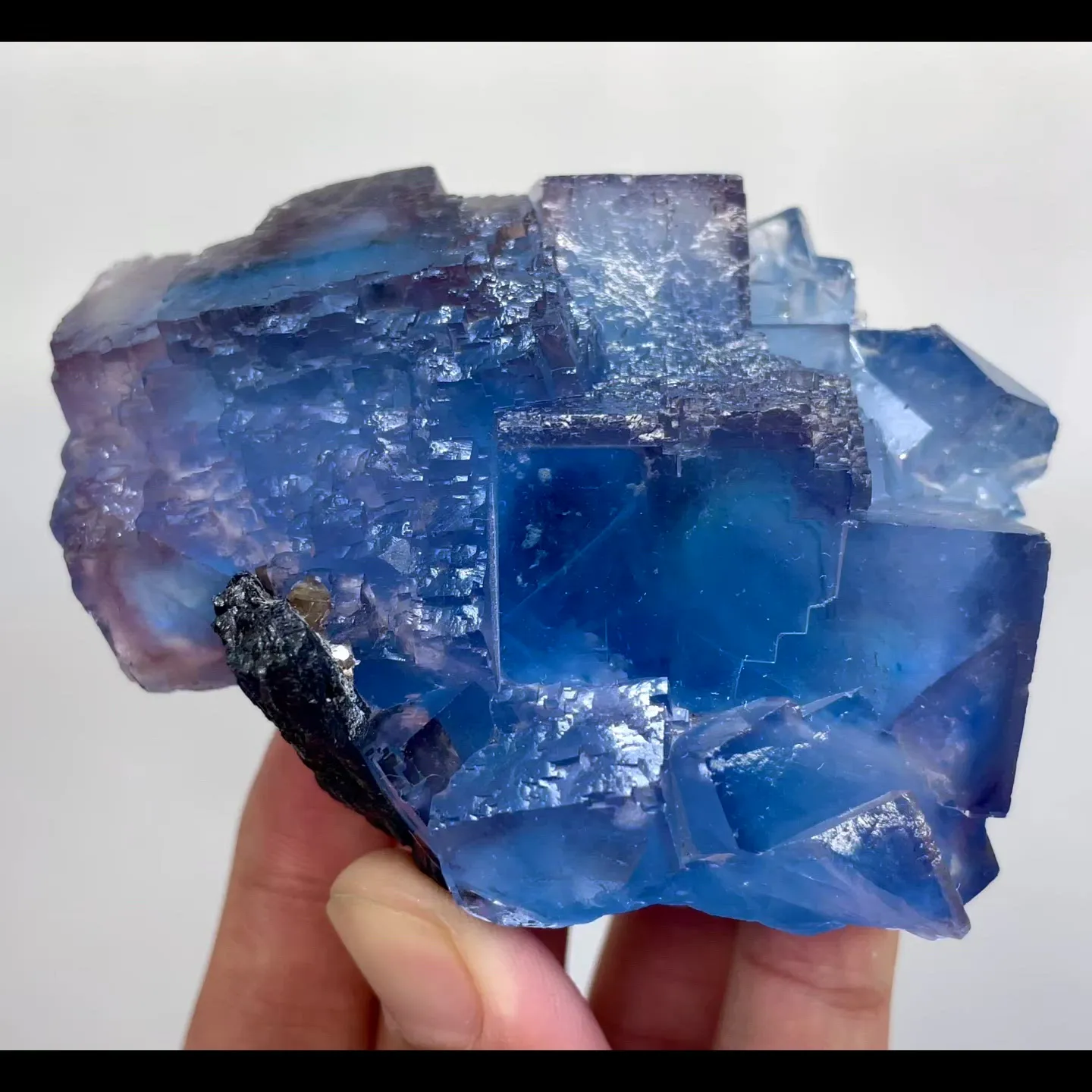 specimen video