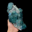 specimen video