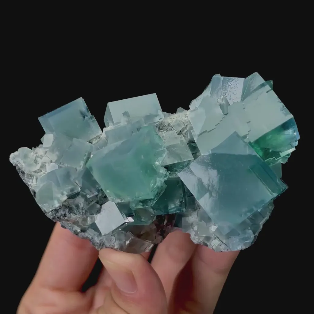 specimen video