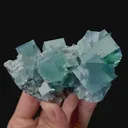 specimen video