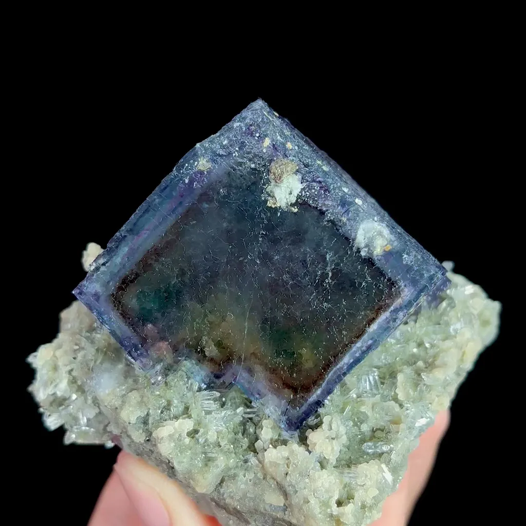 specimen video