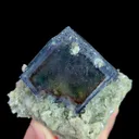 specimen video