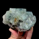 specimen video