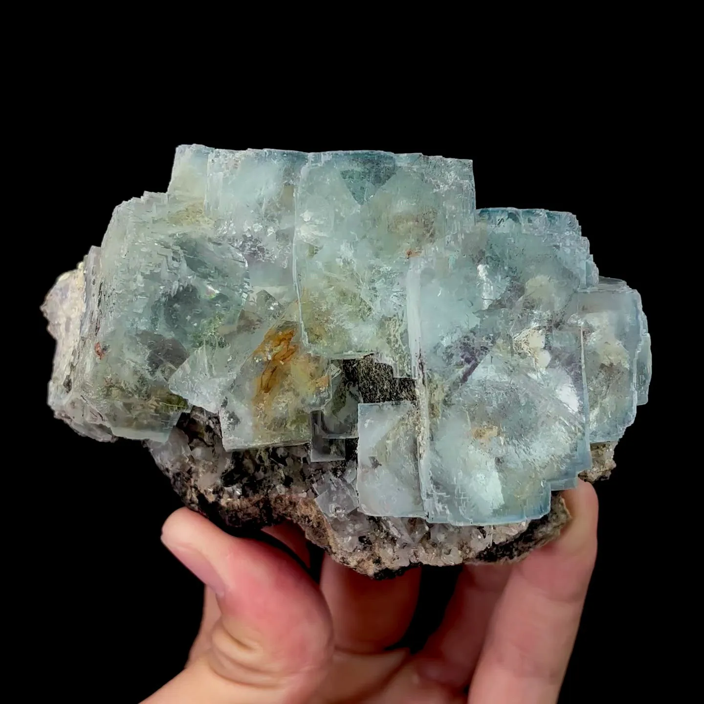 specimen video