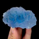 specimen video