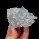 specimen video