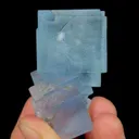specimen video