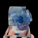 specimen video
