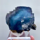 specimen video